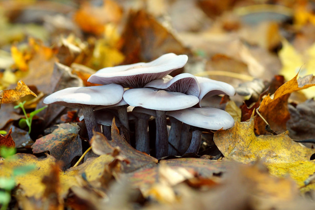 Обои картинки фото природа, грибы, грибная, семейка