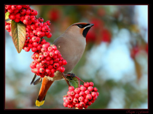 Картинка животные свиристели