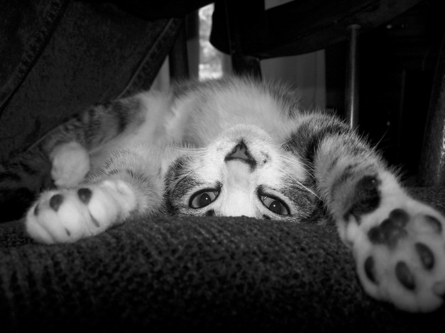 Обои картинки фото животные, коты