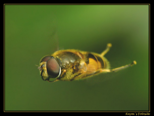 Обои картинки фото животные, пчелы, осы, шмели