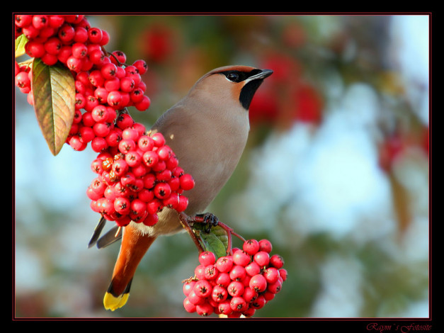Обои картинки фото животные, свиристели
