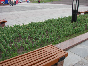 Картинка мая все это зацветет города другое