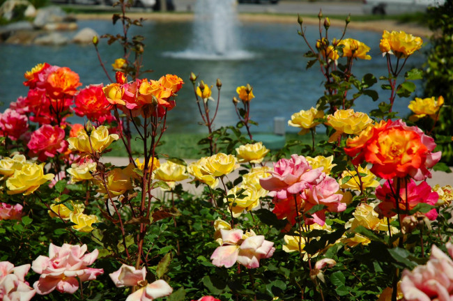 Обои картинки фото цветы, розы