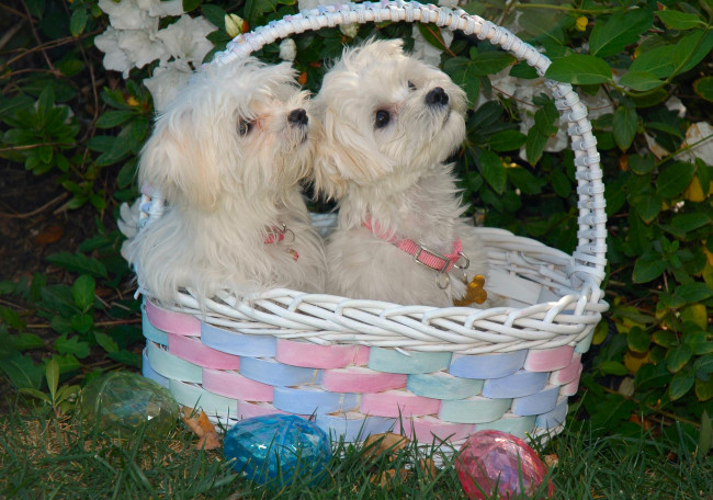 Обои картинки фото животные, собаки