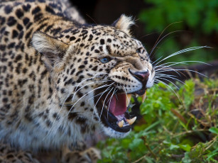 Картинка животные леопарды