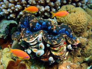 Картинка животные рыбы