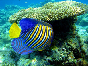 Картинка животные рыбы