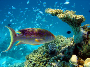 Картинка животные рыбы