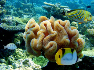 Картинка животные рыбы