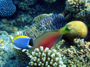 Картинка животные рыбы