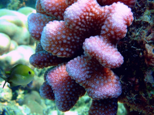 Картинка животные рыбы