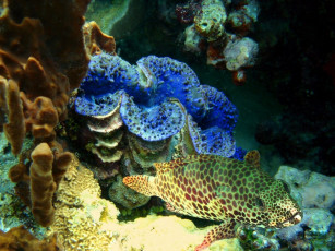 Картинка животные рыбы