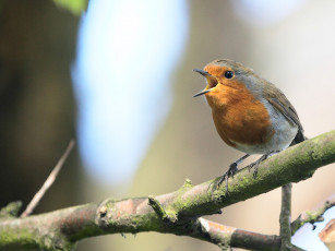Картинка животные зарянки малиновки