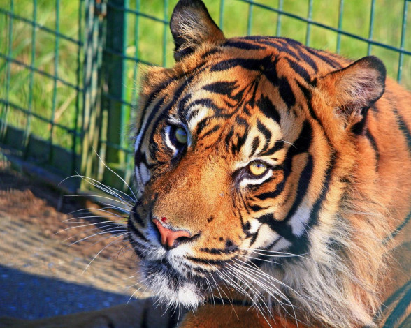 Обои картинки фото животные, тигры