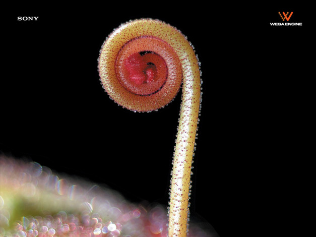 Обои картинки фото бренды, sony