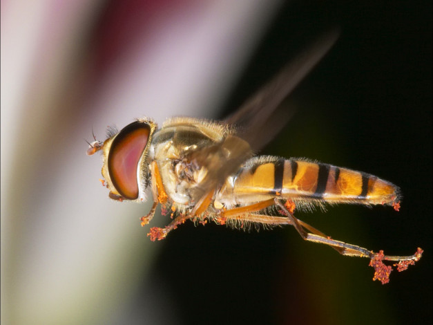 Обои картинки фото животные, пчелы, осы, шмели