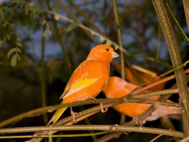 Обои картинки фото животные, птицы