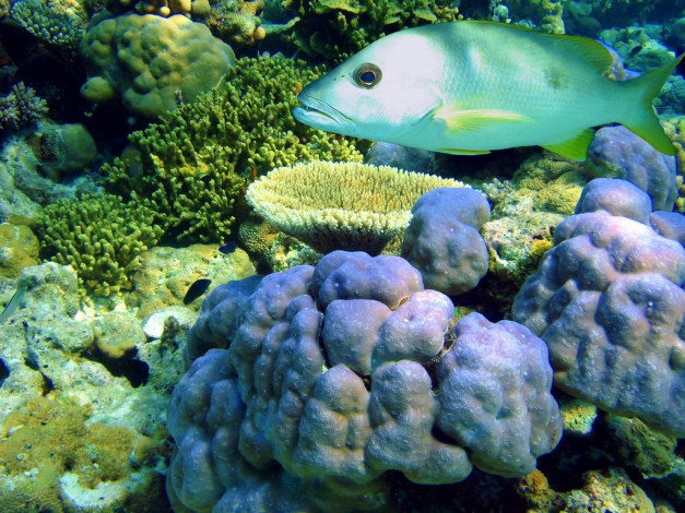 Обои картинки фото животные, рыбы