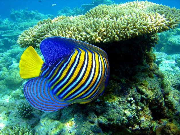 Обои картинки фото животные, рыбы