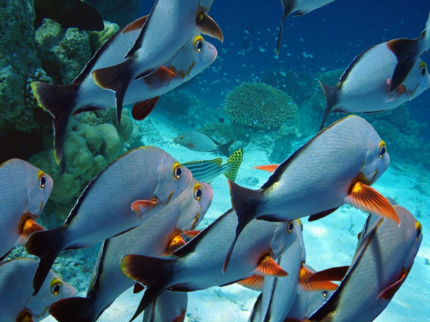 Обои картинки фото животные, рыбы