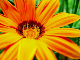 Картинка цветы газания