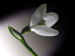 Картинка цветы подснежники белоцветник