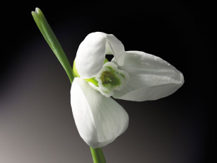 обоя цветы, подснежники, белоцветник