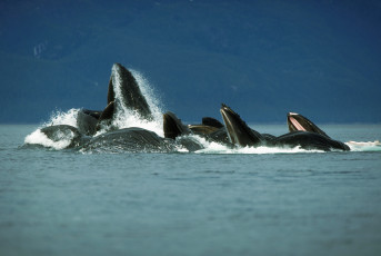 Картинка животные киты кашалоты