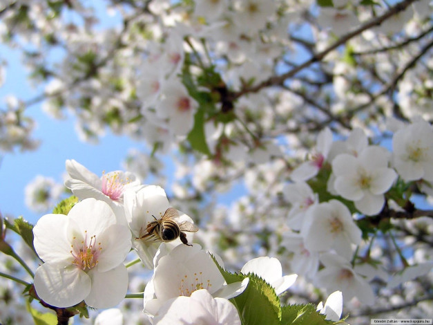 Обои картинки фото цветы, цветущие, деревья, кустарники