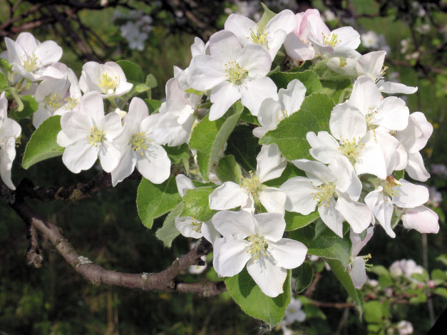 Обои картинки фото цветы, цветущие, деревья, кустарники