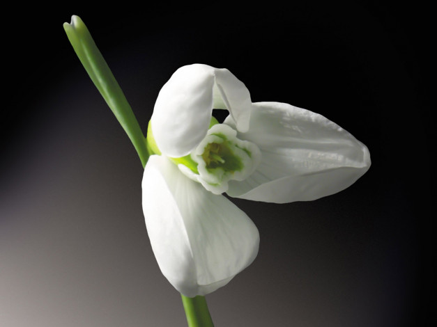 Обои картинки фото цветы, подснежники, белоцветник