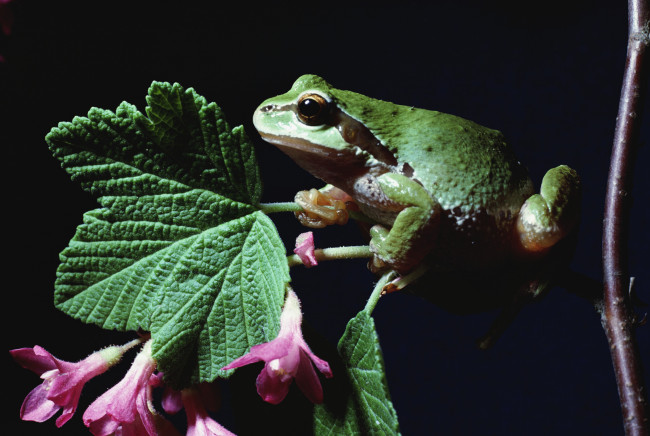 Обои картинки фото животные, лягушки