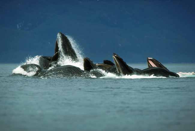 Обои картинки фото животные, киты, кашалоты