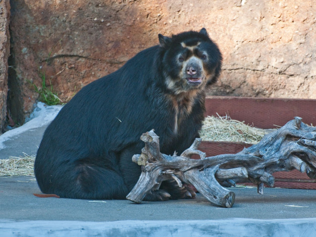 Обои картинки фото животные, медведи
