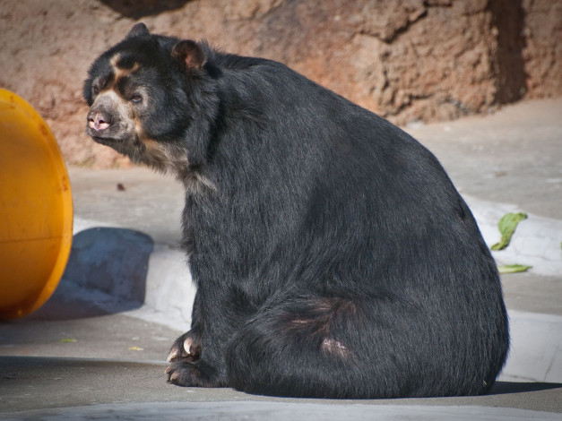 Обои картинки фото животные, медведи