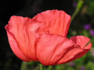 Картинка цветы маки