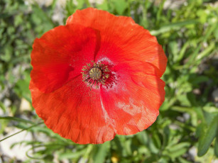 Картинка цветы маки