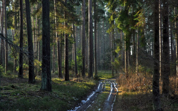 Картинка природа дороги