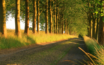 Картинка природа дороги