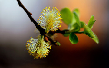 Картинка природа макро