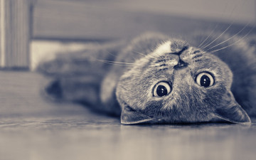 Картинка животные коты