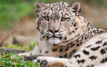 Картинка животные снежный барс ирбис