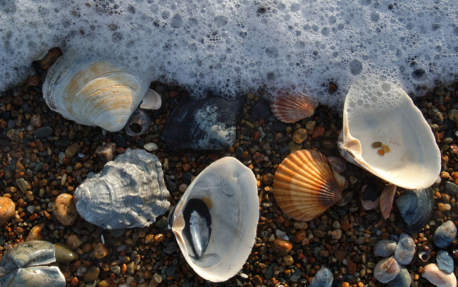 Обои картинки фото разное, ракушки, кораллы, декоративные, spa, камни