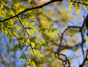 Картинка природа деревья ветви листья