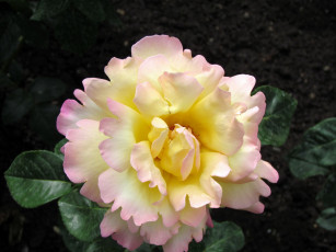 Картинка цветы розы роза