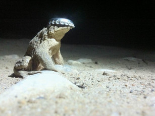 Картинка жабёнок кепке животные лягушки лягушка