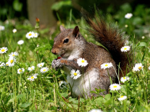 Картинка животные белки хвост цветы
