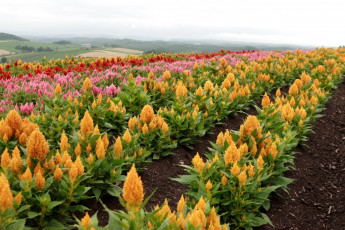 Картинка цветы амаранты желтый розовый поле