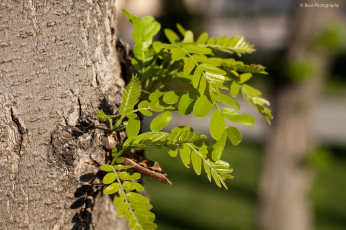 Картинка природа листья