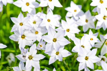 Картинка цветы белый